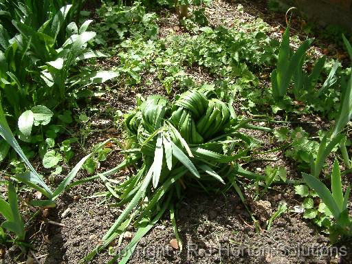 Bulb Leaves Knotted 